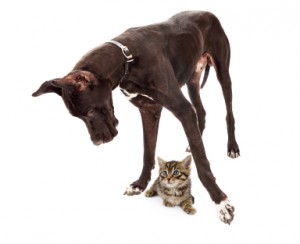 Great Dane Dog with Kitten Under Feet